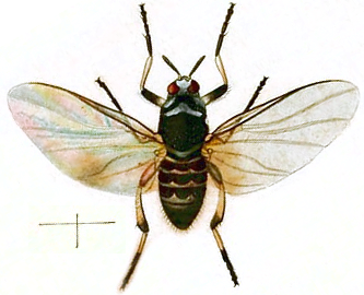 Black Flies